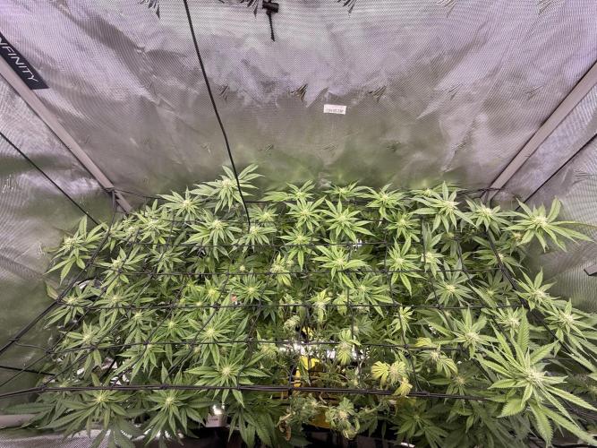 Cereal Milk + Extras w/ Drip Irrigation. Week 8