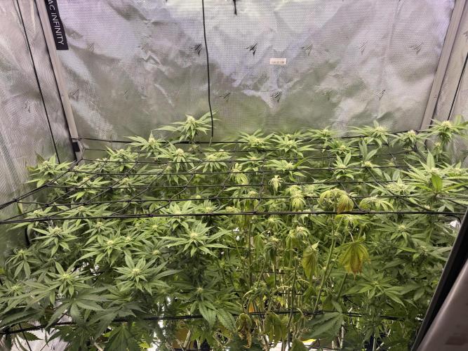 Cereal Milk + Extras w/ Drip Irrigation. Week 8
