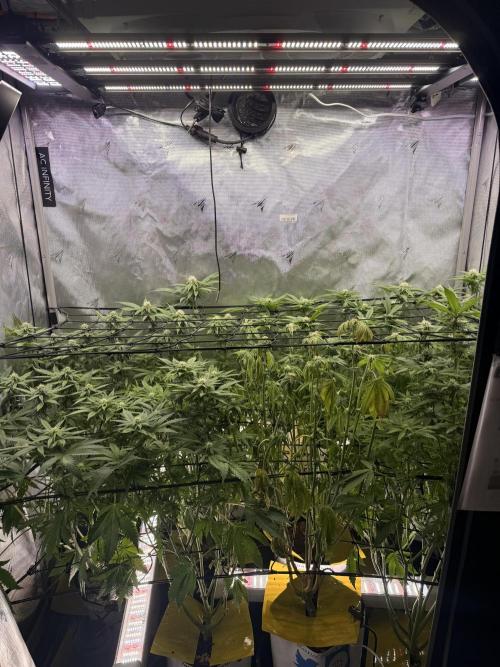 Cereal Milk + Extras w/ Drip Irrigation. Week 8