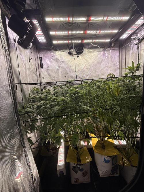 Cereal Milk + Extras w/ Drip Irrigation. Week 8