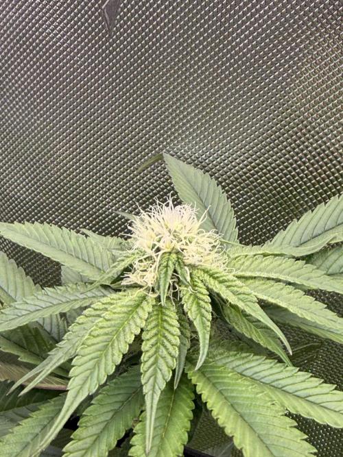 Cereal Milk + Extras w/ Drip Irrigation. Week 8 - Cereal Milk