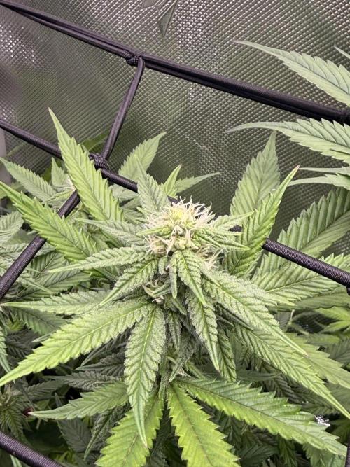 Cereal Milk + Extras w/ Drip Irrigation. Week 8 - Pink Passion