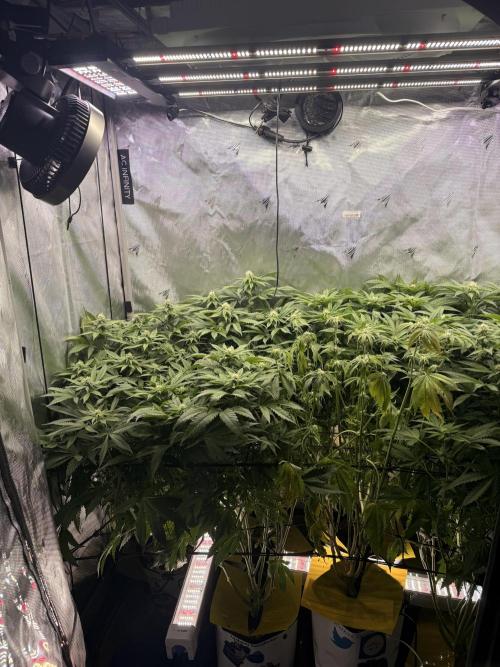 Cereal Milk + Extras w/ Drip Irrigation. Week 8