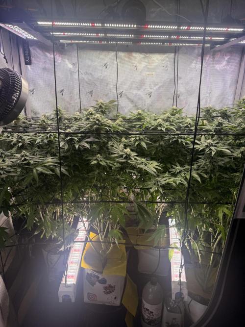 Cereal Milk + Extras w/ Drip Irrigation. Week 9