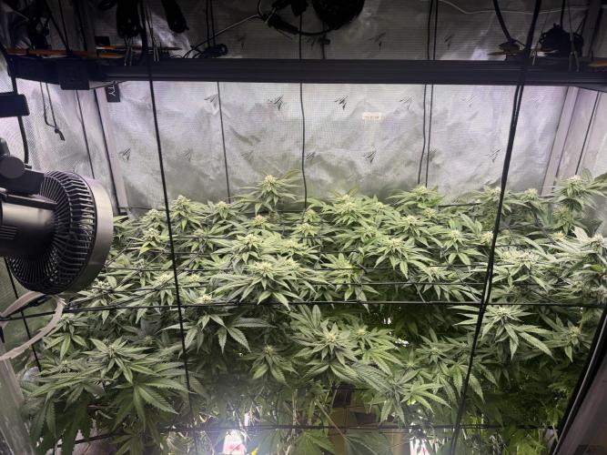 Cereal Milk + Extras w/ Drip Irrigation. Week 9