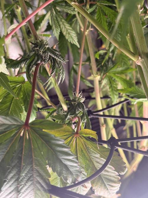 Cereal Milk + Extras w/ Drip Irrigation. Week 9 - Pink passion L