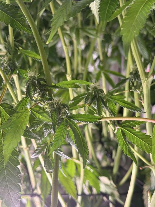 Cereal Milk + Extras w/ Drip Irrigation. Week 9 - Pink passion R