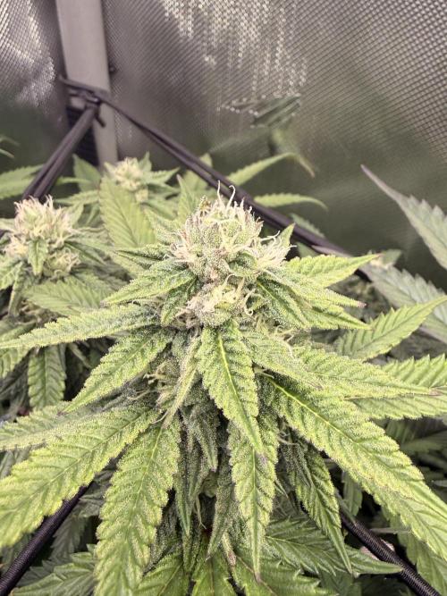 Cereal Milk + Extras w/ Drip Irrigation. Week 9 - Pink passion