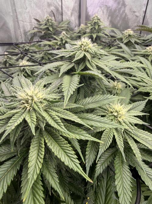 Cereal Milk + Extras w/ Drip Irrigation. Week 9 - Papaya sherbet