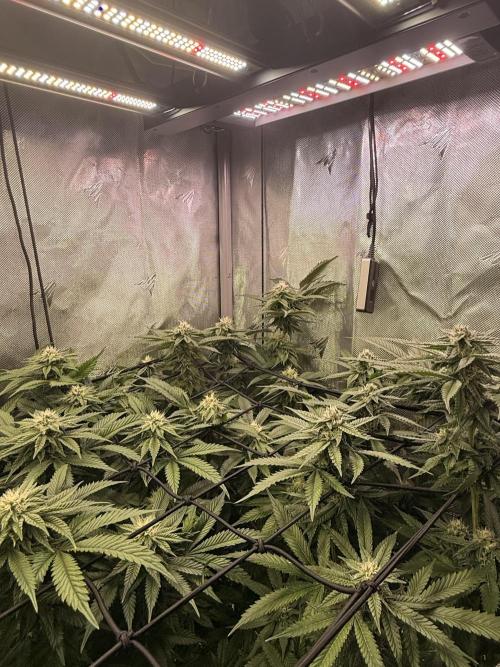 Cereal Milk + Extras w/ Drip Irrigation. Week 9