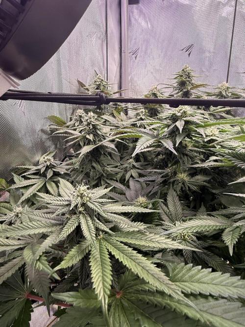 Cereal Milk + Extras w/ Drip Irrigation. Week 9 - Pink passion L