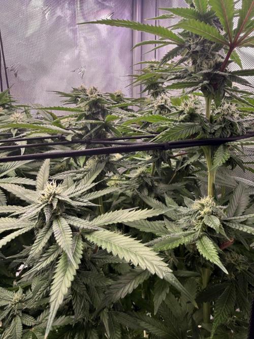 Cereal Milk + Extras w/ Drip Irrigation. Week 9 - Pink passion R
