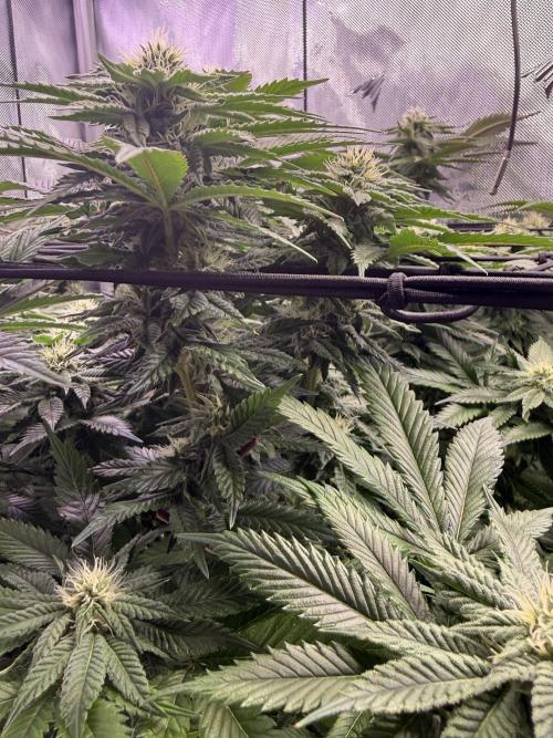 Cereal Milk + Extras w/ Drip Irrigation. Week 9 - Papaya sherb