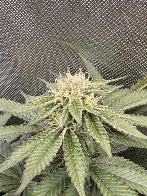 Cereal Milk + Extras w/ Drip Irrigation. Week 9 - CM
