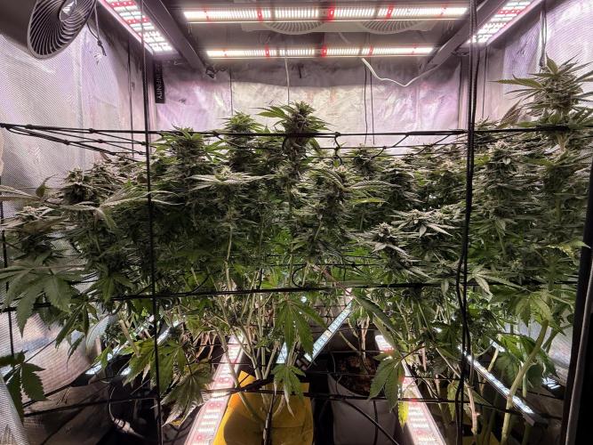 Cereal Milk + Extras w/ Drip Irrigation. Week 10