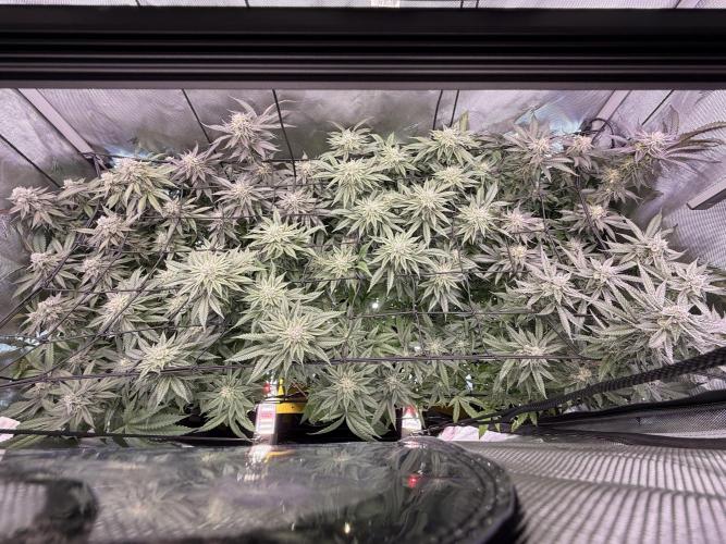 Cereal Milk + Extras w/ Drip Irrigation. Week 10