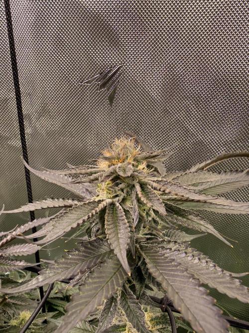 Cereal Milk + Extras w/ Drip Irrigation. Week 10 - Cereal Milk
