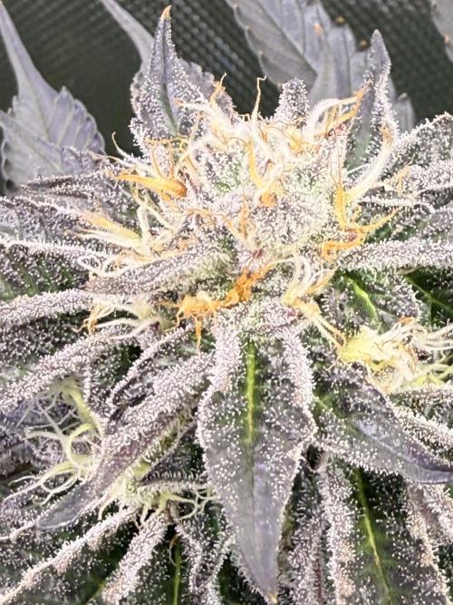 Cereal Milk + Extras w/ Drip Irrigation. Week 10