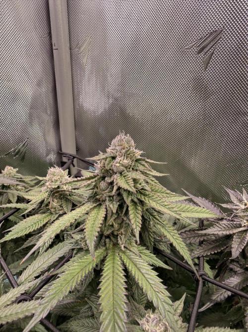 Cereal Milk + Extras w/ Drip Irrigation. Week 10 - Pink Passion