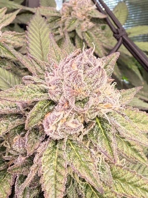 Cereal Milk + Extras w/ Drip Irrigation. Week 10