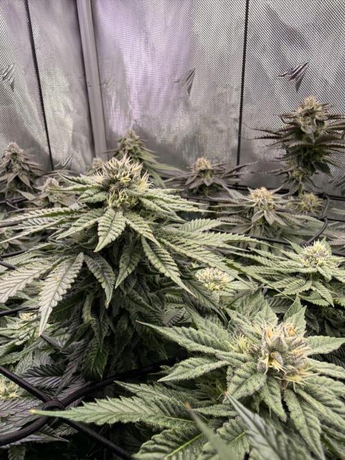 Cereal Milk + Extras w/ Drip Irrigation. Week 10 - Papaya Sherbet