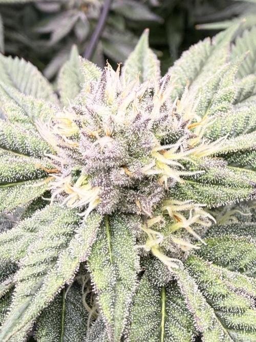 Cereal Milk + Extras w/ Drip Irrigation. Week 10