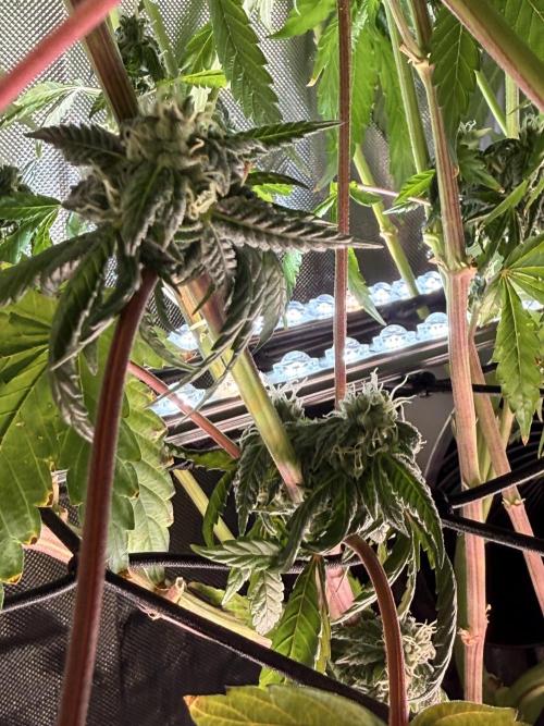 Cereal Milk + Extras w/ Drip Irrigation. Week 10