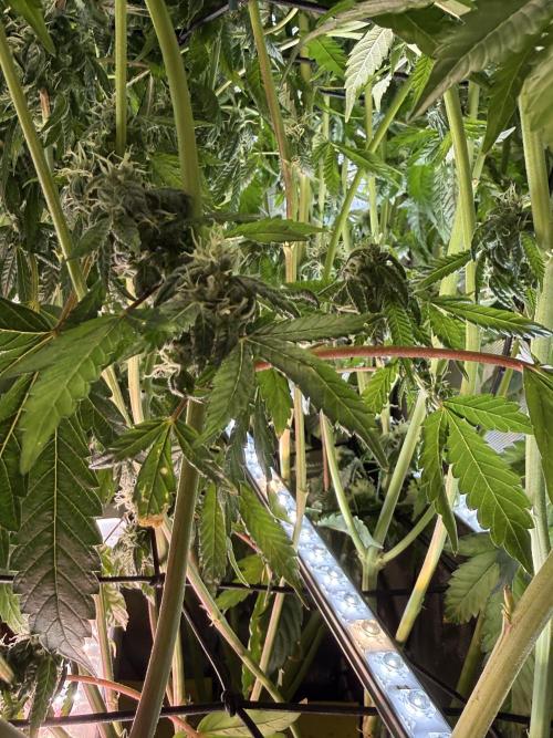 Cereal Milk + Extras w/ Drip Irrigation. Week 10