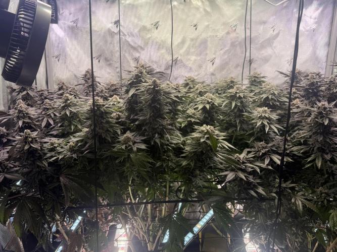 Cereal Milk + Extras w/ Drip Irrigation. Week 12