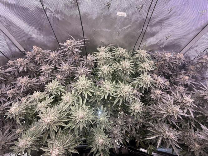 Cereal Milk + Extras w/ Drip Irrigation. Week 12
