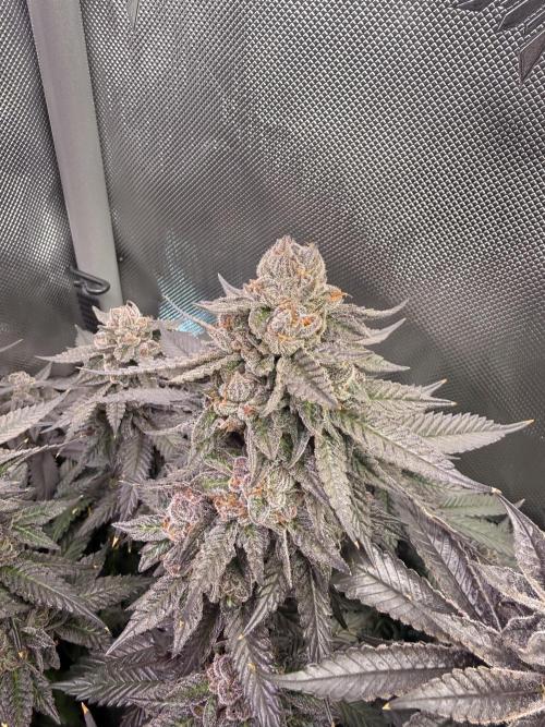 Cereal Milk + Extras w/ Drip Irrigation. Week 12 - Apples & bananas X Triple Scoop