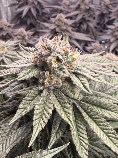 Cereal Milk + Extras w/ Drip Irrigation. Week 12 - Papaya X Sunset Sherbet