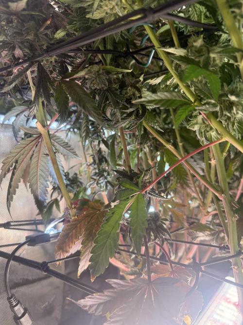 Cereal Milk + Extras w/ Drip Irrigation. Week 12