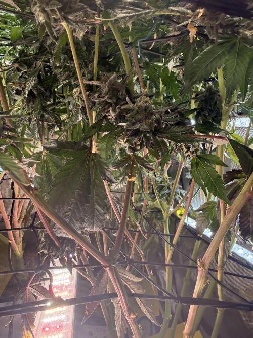 Cereal Milk + Extras w/ Drip Irrigation. Week 12