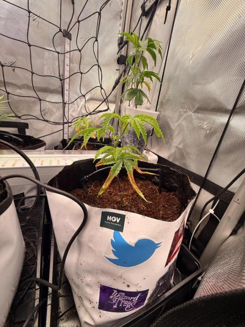 Clone to Harvest 2x4. Week 1 - Zangria