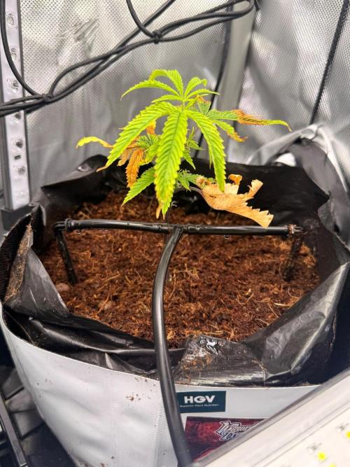 Clone to Harvest 2x4. Week 1 - Zangria
