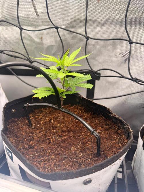 Clone to Harvest 2x4. Week 1 - Somango x ShawtyR1