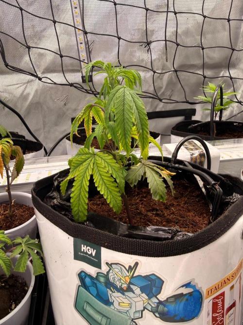 Clone to Harvest 2x4. Week 1 - Strawberry RuntZ x Red RuntZ