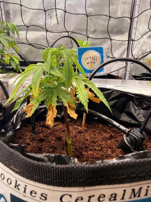 Clone to Harvest 2x4. Week 1 - Cereal Milk :)