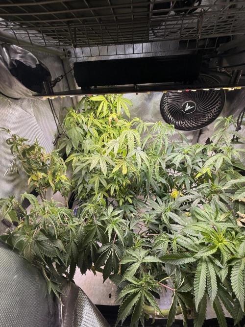 Clone to Harvest 2x4. Week 1 - Bonsai moms 
