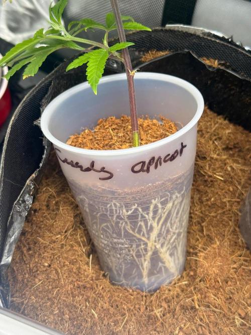 Clone to Harvest 2x4. Week 1