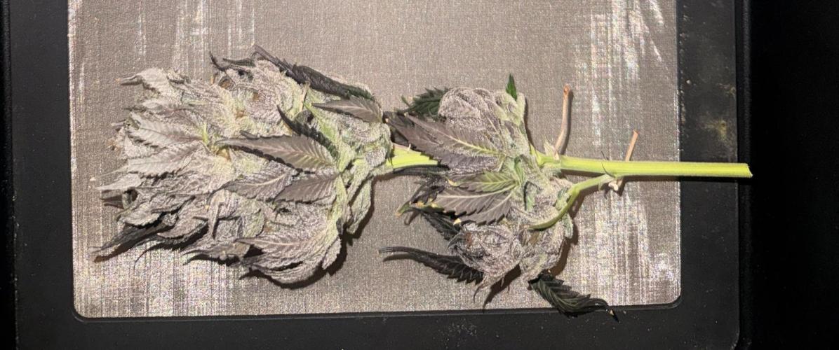 Cereal Milk + Extras w/ Drip Irrigation. Week 13