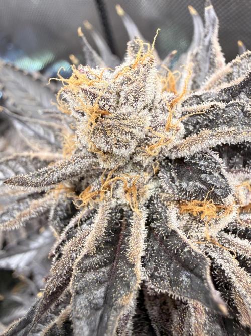 Cereal Milk + Extras w/ Drip Irrigation. Week 12