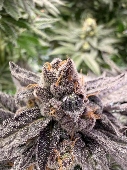 Cereal Milk + Extras w/ Drip Irrigation. Week 12