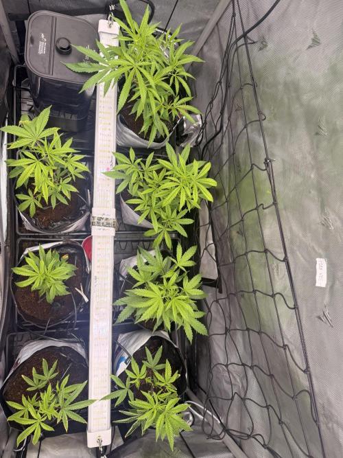 Clone to Harvest 2x4. Week 2