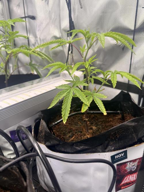 Clone to Harvest 2x4. Week 2 - Zangria
