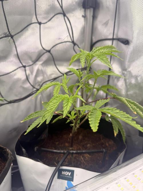 Clone to Harvest 2x4. Week 2 - Zangria