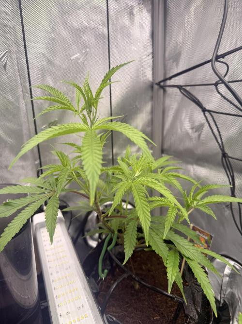 Clone to Harvest 2x4. Week 2 - Mimosa