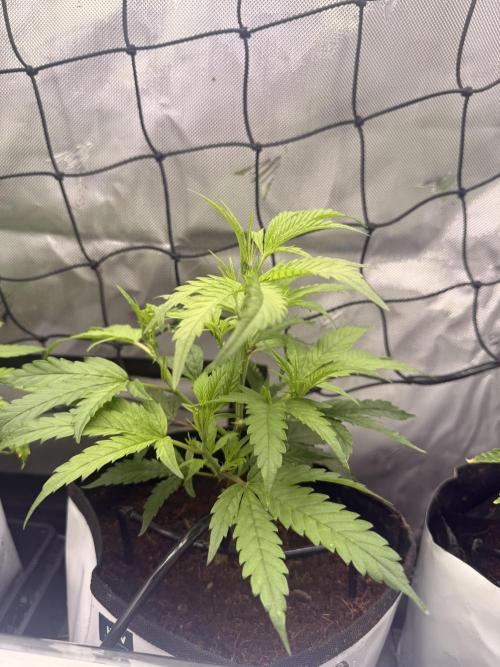 Clone to Harvest 2x4. Week 2 - ShawtyR1 x SoMango