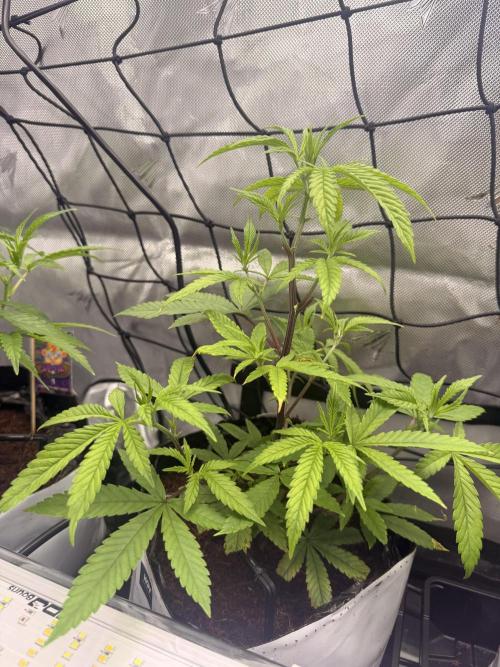 Clone to Harvest 2x4. Week 2 - Apricot candy